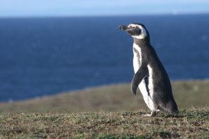 Penguin on Gable Island