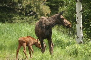 Moose and calf near Jackson Hole