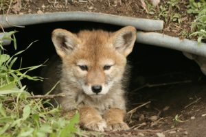 Coyote cub in Tetons NP