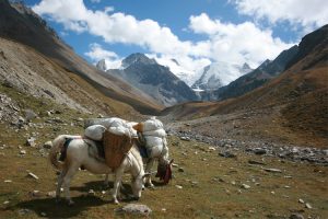 Horses on Trek near Baga La Pass. Image by N Morgan