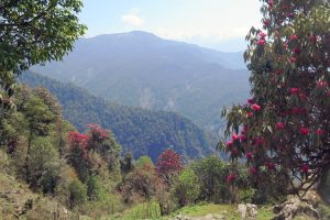 Rhododendrons near Khongma. Image by N Morgan