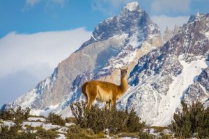 A guanaco in the Torres del Paine