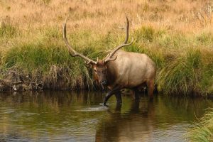 Bull elk, Rocky Mountains NP