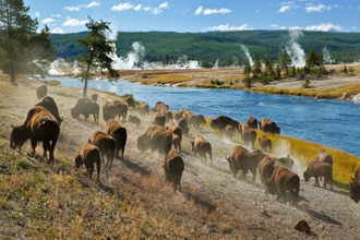 Wildlife Walks: Yellowstone & the American Rockies