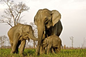 Our commitment to elephant welfare