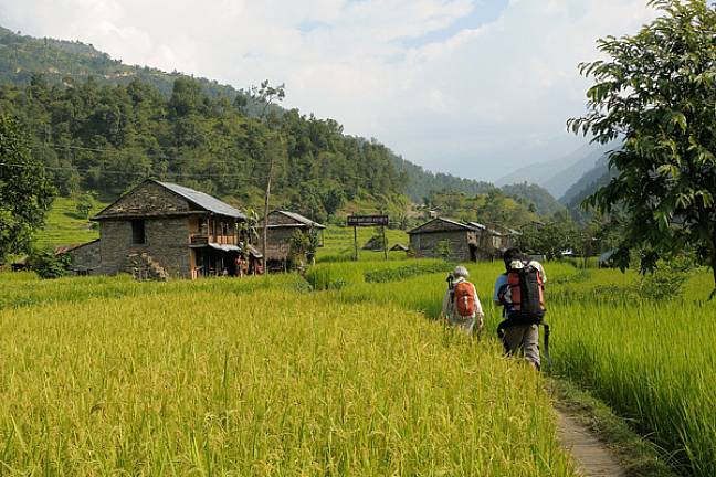 Green fields manaslu circuit trek nepal moralee 600x400