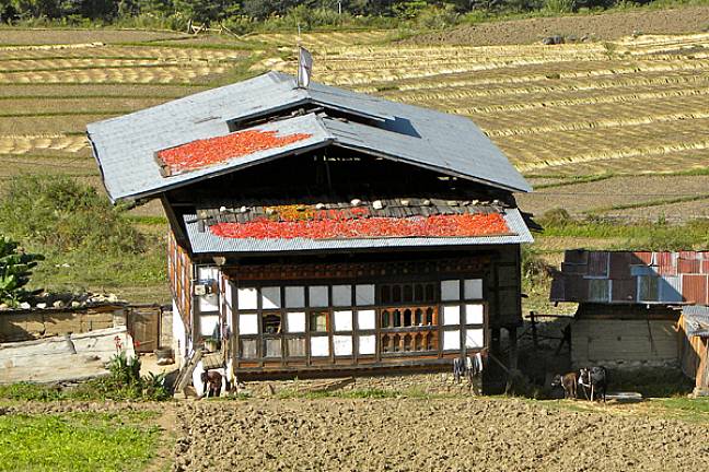 Chillies drying in the sun rural bhutan B Howe 600x400