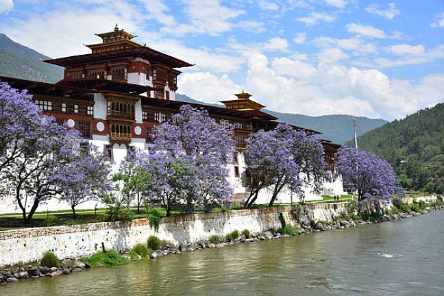 Punakha dzong with jacaranda flowers in the spring 600x400