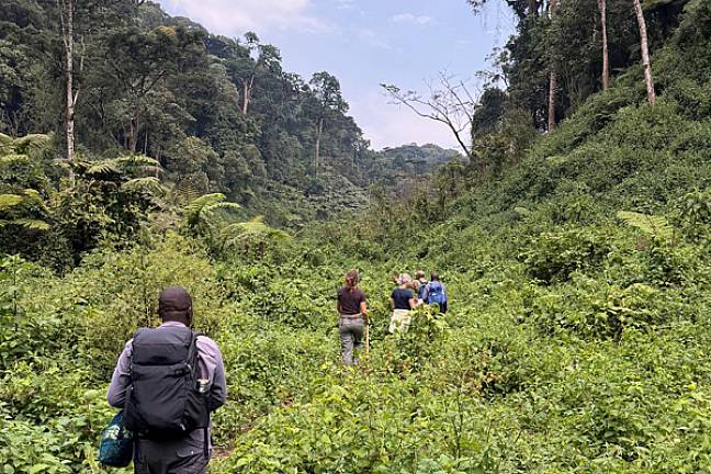 Gorilla trekking through bwindi forest uganda 600x400