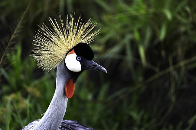 Grey crowned crane lake mburo uganda 600x400