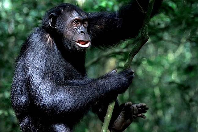 Chimp climbing tree at kibale np 600x400