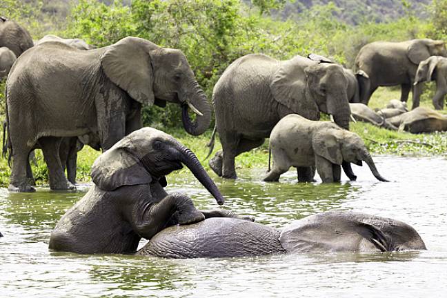 Elephants bathing at queen elizabeth np uganda 600x400