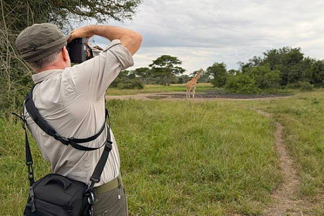 Giraffe on a walking safari Lake Mburo600x400