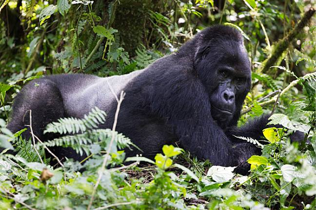 Silverback lying down bwindi forest gorilla trekking uganda 600x400