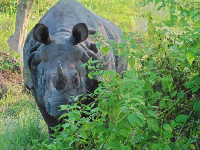Best places to visit nepal Rhino at Chitwan Pat George Douglas