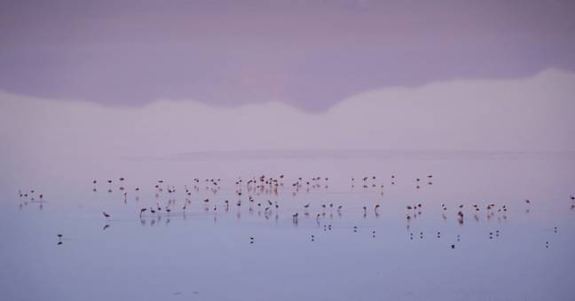 April flamingoes bolivia