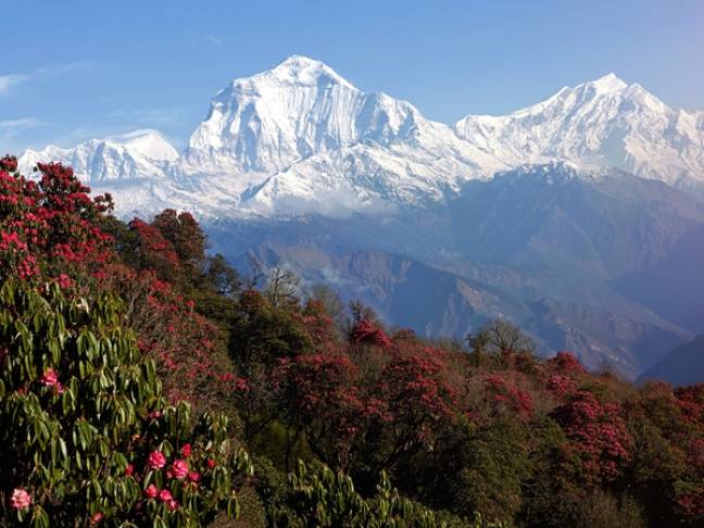 Choosing nepal holiday rhododendrons in spring