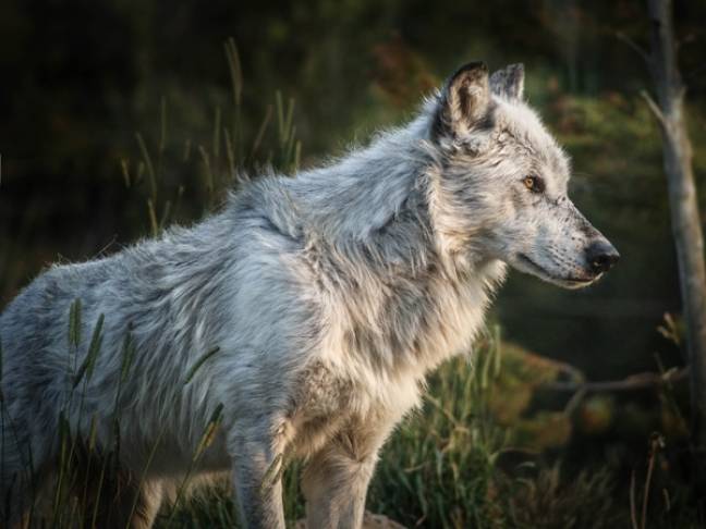 National Parks of America Yellowstone White Wolf Yellowstone