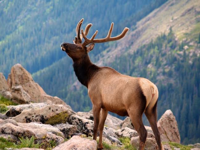 National Parks of America rocky mountains elk