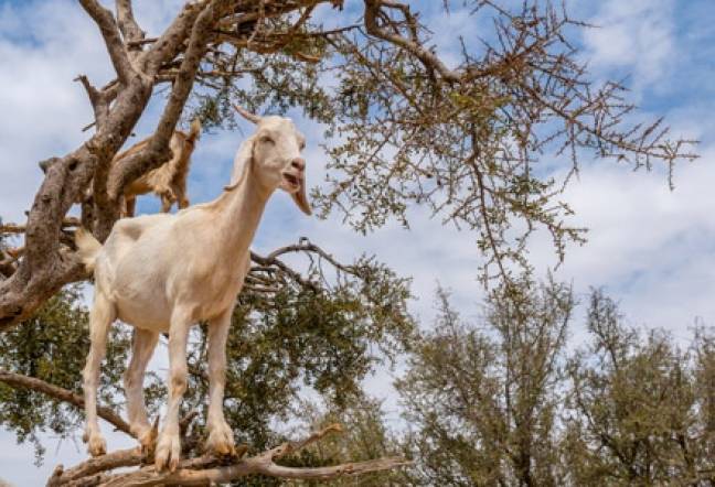 Tree climbing goats 440x300