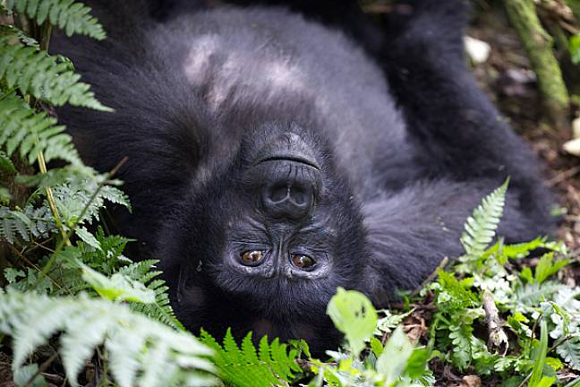 Baby mountain gorilla bwindi forest uganda 600x400
