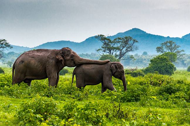 Best time to visit sri lanka elephants minneriya national park 600x400