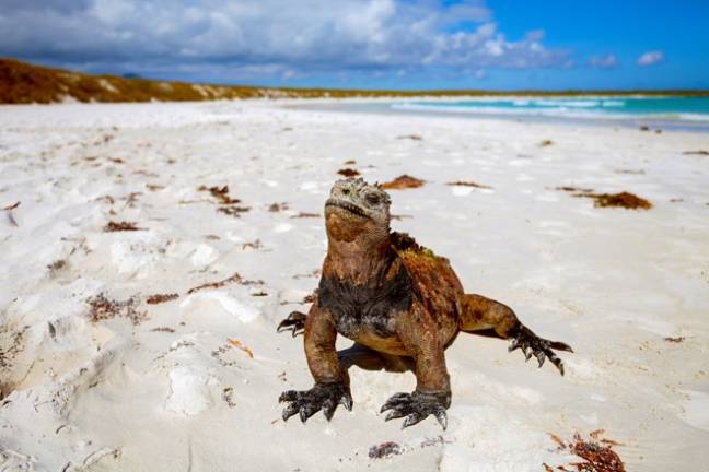 Island idylls galapagos iguana 660x440
