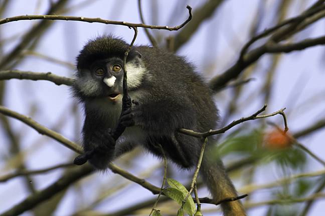 Monkey Bigodi wetland uganda 600x400