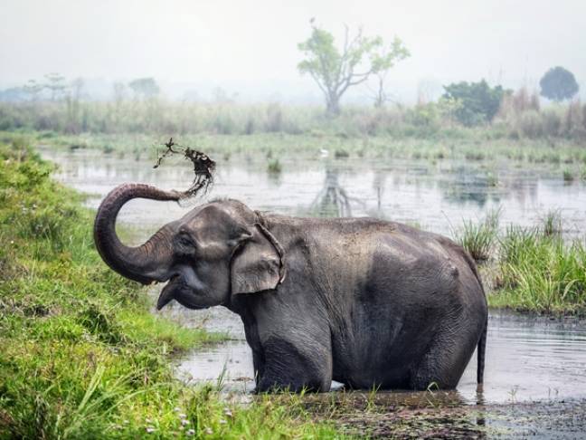 Nepal top 10 travel tips elephant at Chitwan 600x450