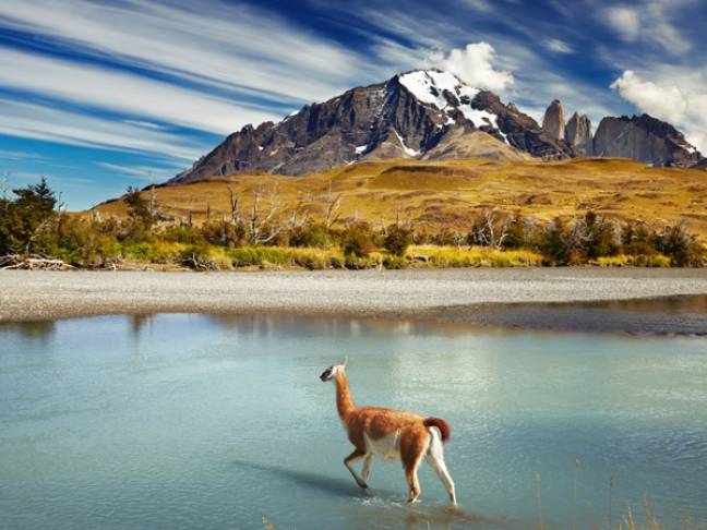 Reasons to visit patagonia wildlife guanaco torres del paine