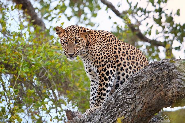 Sri lanka best places to visit leopard yala 600x400