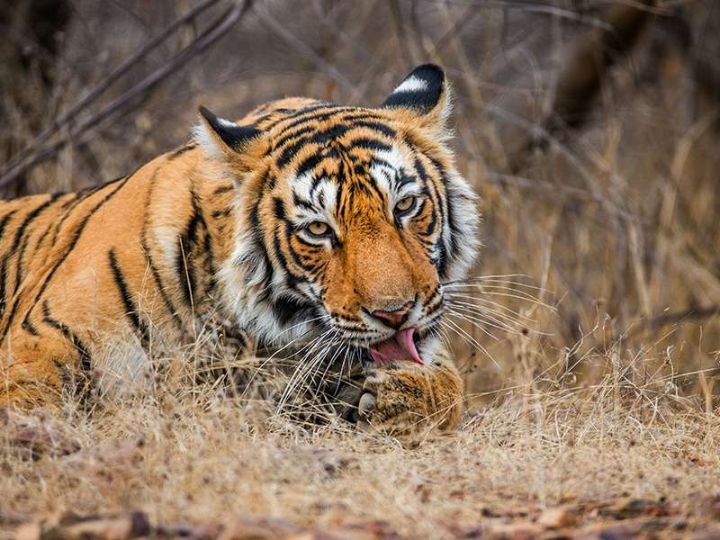 Ranthambore National Park