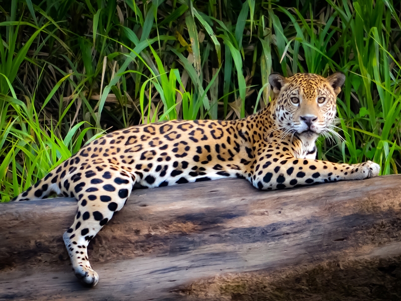 Tambopata National Reserve