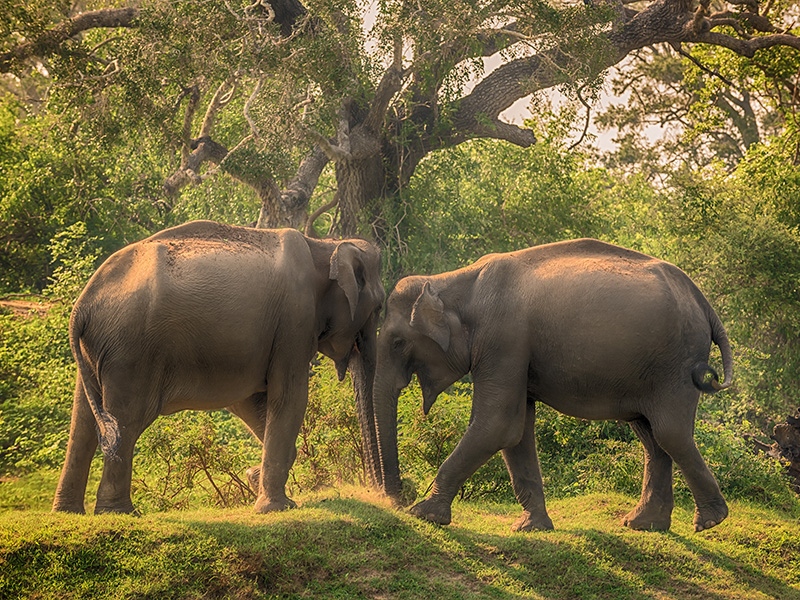 Uda Walawe National Park