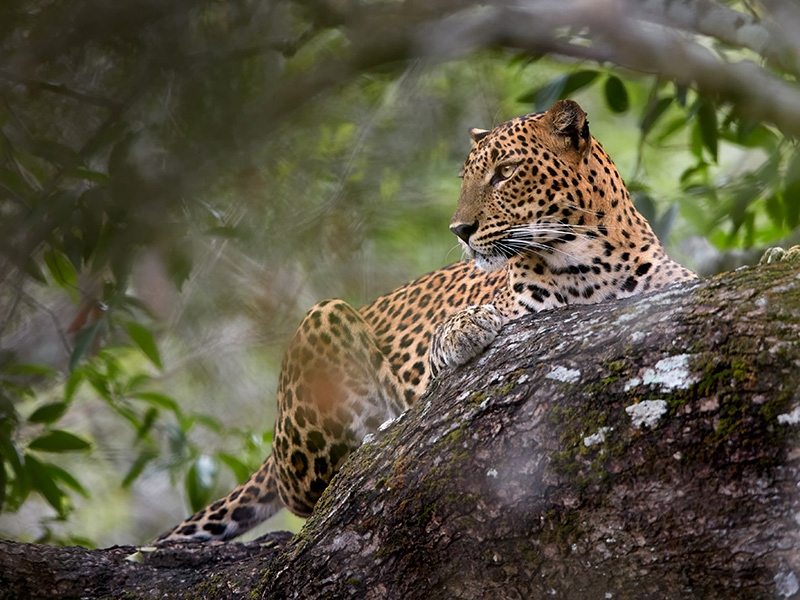 Yala National Park