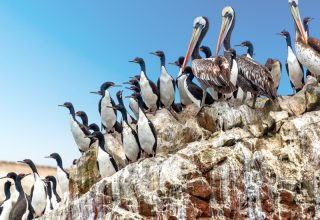 The Ballestas Islands