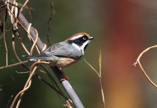 Koshi Tappu Wildlife Reserve