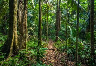 Manu Biosphere Reserve