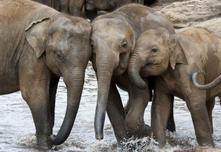 Minneriya National Park