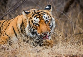 Ranthambore National Park