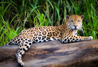 Tambopata National Reserve