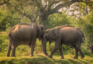 Uda Walawe National Park
