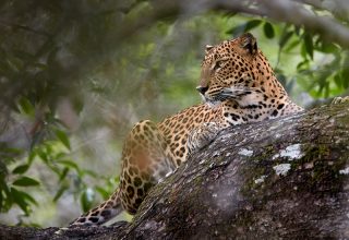 Yala National Park