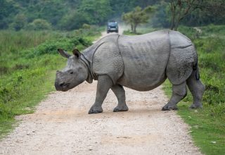 Kaziranga National Park