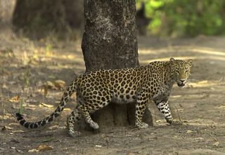 Pench National Park