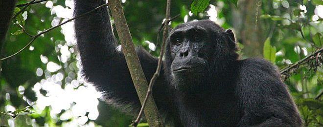 Uganda