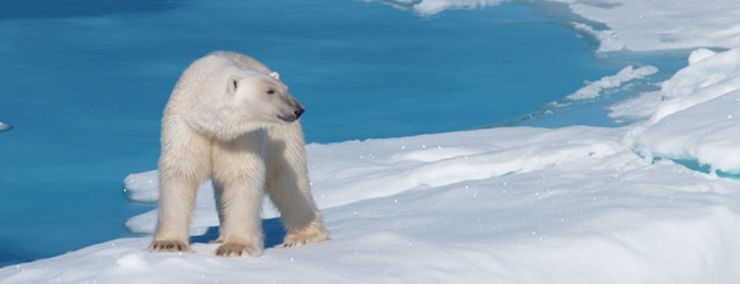 Arctic