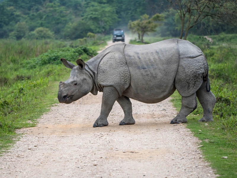 Kaziranga National Park