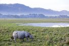 One-horned rhinoceros at Kaziranga