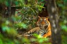 Bengal tiger